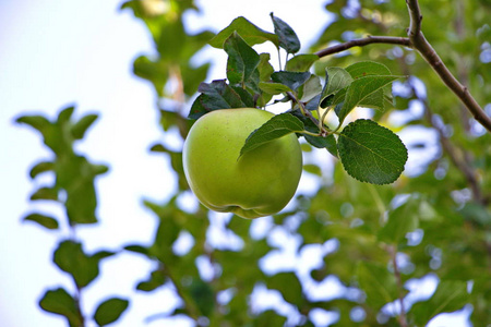 成熟的苹果在花园里生长