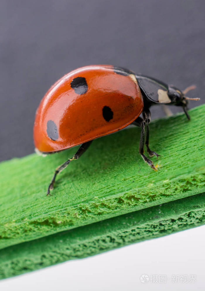 红色瓢虫在物体周围行走的美丽照片