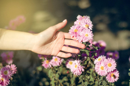 花园里的花女园丁