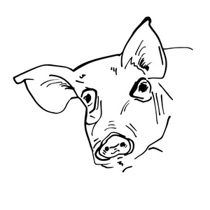 黑猪头剪影照片