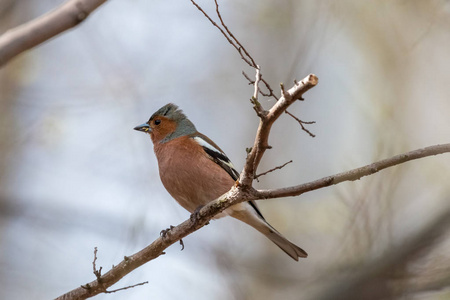 成人普通糠在薄薄的树枝上，蓝色背景模糊。 箔条FringillaCoelebs是一种灰色皇冠和钝锈红色乳房的小过路鸟。
