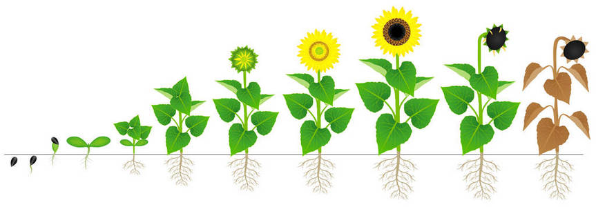 植物生长周期图片-植物生长周期素材-植物生长周期插画-摄图新视界