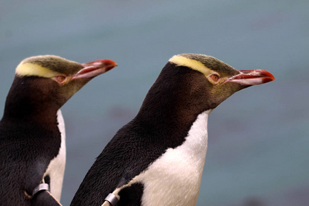 生活在新西兰的最珍贵的企鹅黄眼企鹅巨型反节