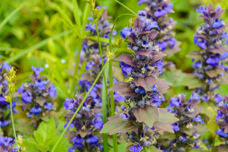 s bugloss and blueweed is a species of flowering plant in the bo