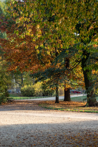 美丽的秋景，有林荫道池塘桥和色彩鲜艳的树木和树叶
