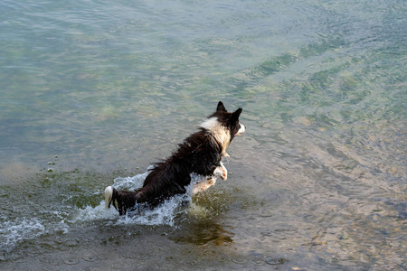 澳大利亚牧羊犬在湖里玩耍和漂浮。