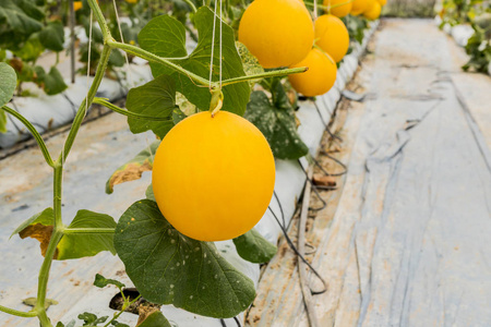 花园中生长的黄色哈密瓜植物种植在花园中的黄色哈密瓜甜瓜植物哈密瓜