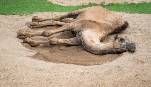骆驼躺在沙滩上休息