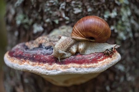 螺旋波马提亚也是罗马蜗牛勃艮第螺食用蜗牛或escargot，是一种大型可食用空气呼吸的陆地蜗牛，是一种陆生的腹足动物软体动物