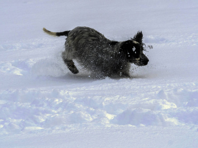 英国公鸡喜欢新下的雪