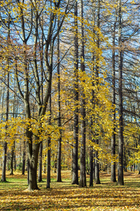 秋天公园的风景，有黄色的叶子