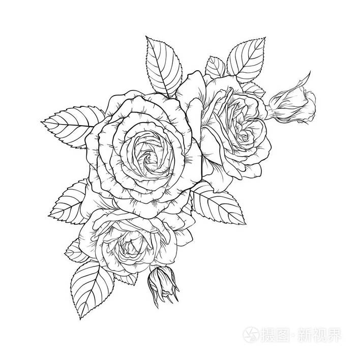 玫瑰花的叶子 画法图片