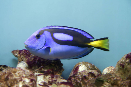 蓝刺尾鱼Paracanthurus hepatus