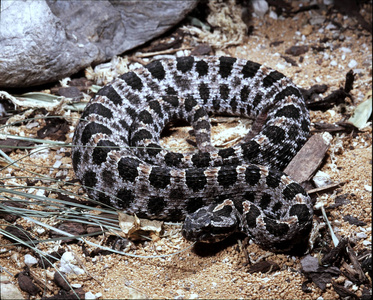 s pygmy rattlesnake, Sistrurus miliarius barbouri, little rattle