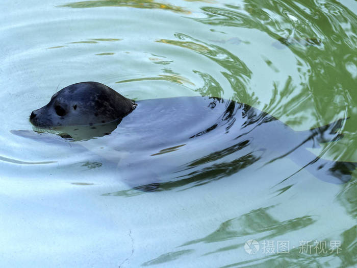 家中水中有常见的海豹