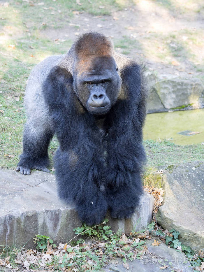 商业用途,可用于营利性的商业,广告目的授权限制暂无图片作者jirousek