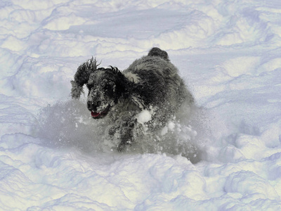 英国公鸡喜欢新下的雪