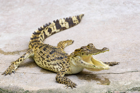 自然界中的鳄鱼危险的动物。