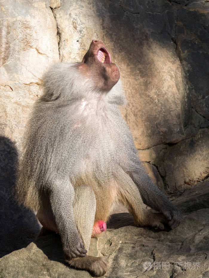 成年雄性狒狒狒狒打哈欠