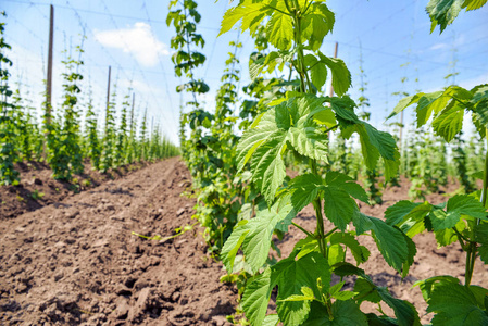 种植园上的啤酒花种植照片