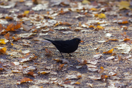 秋叶黑鸟在地上的肖像