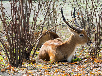 lechwe kobusleche是生活在水上的羚羊