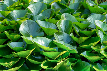 背景深绿色叶圆百合，植被新鲜设计水生植物