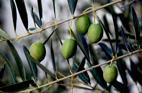 挂在树枝上的橄榄水果