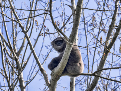 一只雄性稀有银长臂猿，，坐在树上