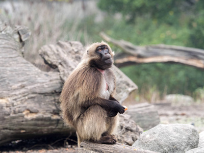 坐着的女性Gelada，TheropithecusGelada