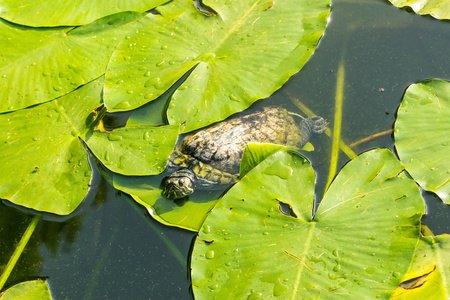 小红龟游于水中睡莲的叶间，寻找食物