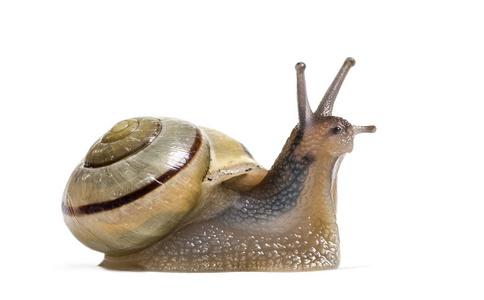 腹股沟蜗牛或棕唇蜗牛，Cepaeanemoralis，白色背景前