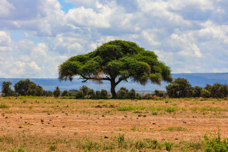 非洲肯尼亚大草原的相思树照片