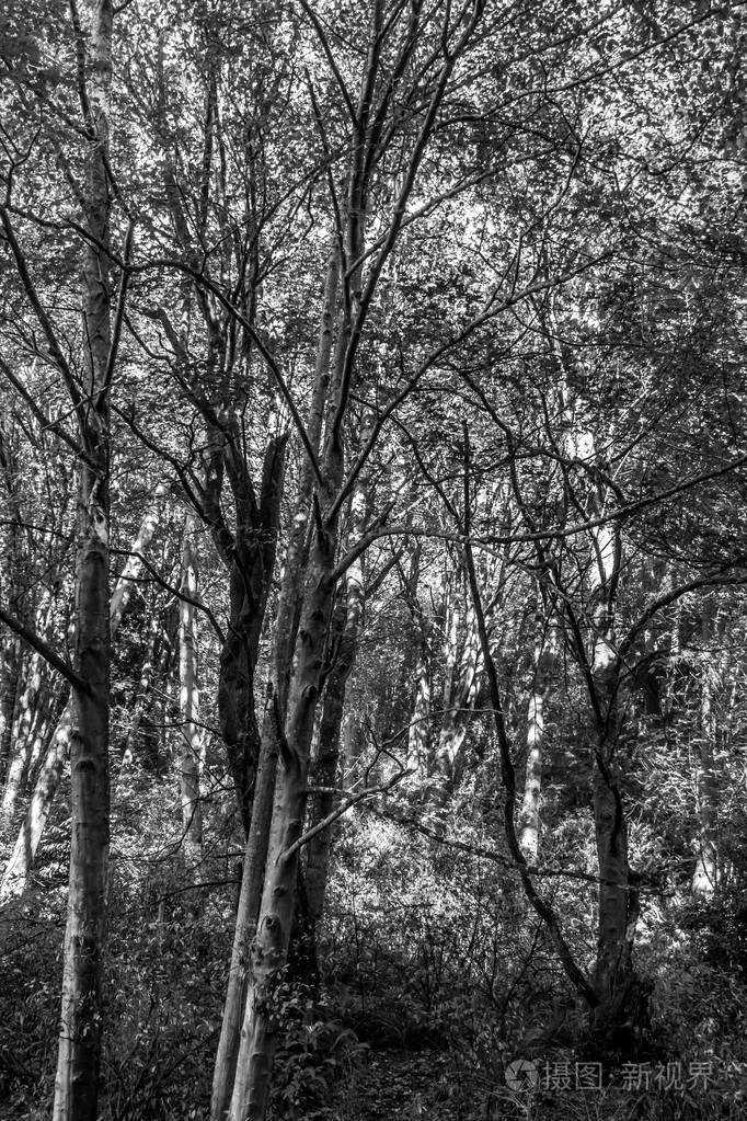 一片黑白分明的树木背景图像