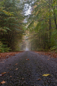 落叶薄雾森林中的一条当地道路。 雾中落叶树的枝条。 秋天的季节。