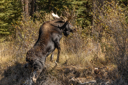 在怀俄明州秋天的车辙中，一只公牛麋鹿在河中麋鹿
