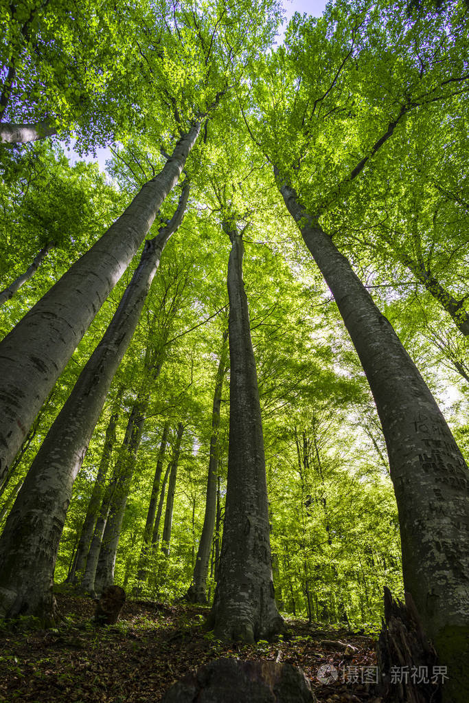 在春天的山林里