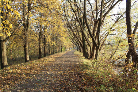 s nice to walk along the paths in the Park.On the trees are yell