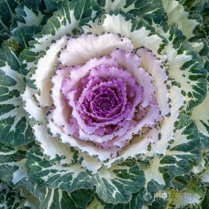 白菜花白菜种植在淮南党国家公园清迈泰国版本2