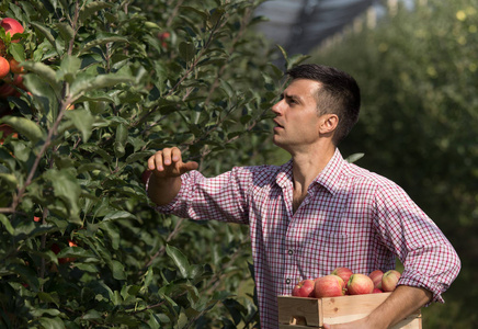 英俊的农夫拿着木箱，在现代果园里收获成熟的苹果