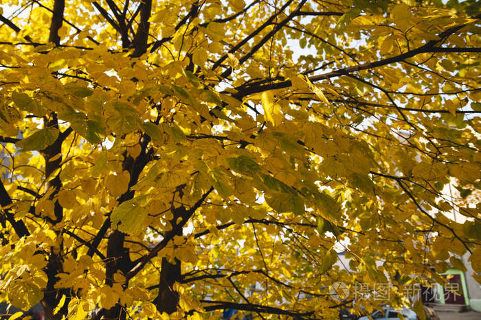 秋天有黄色叶子的树