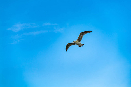 成年海鸥白天在蓝天的背景下在天空中飞翔。 近点