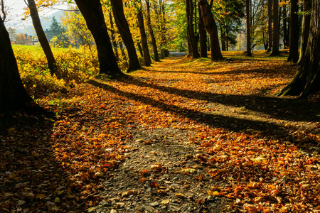 金色的秋天的景色在森林中，阳光透过树叶向小径投射出美丽的光线