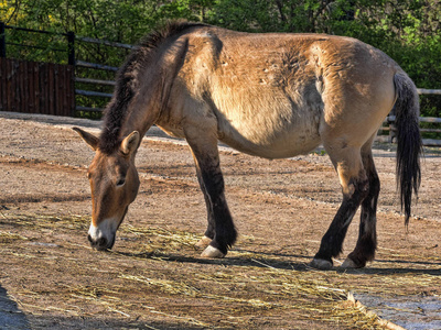 s horse, Equus przewalskii