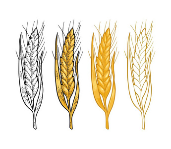 麦子的耳朵。向量复古颜色和单色镌刻插图