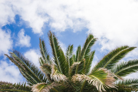 棕榈树枝对着天空。绿色棕榈叶查出的蓝色