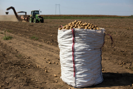 在拖拉机和背景下工作的机器前的田里的土豆