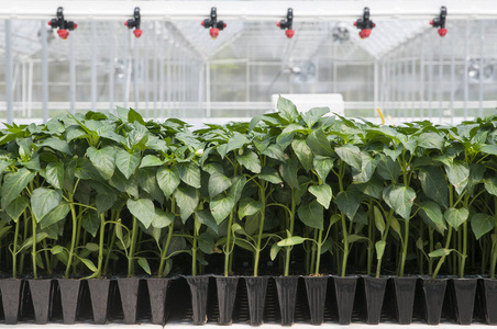 扩散地球温室育苗托盘中生长的辣椒幼苗. 农业综合企业的温室扩散器.