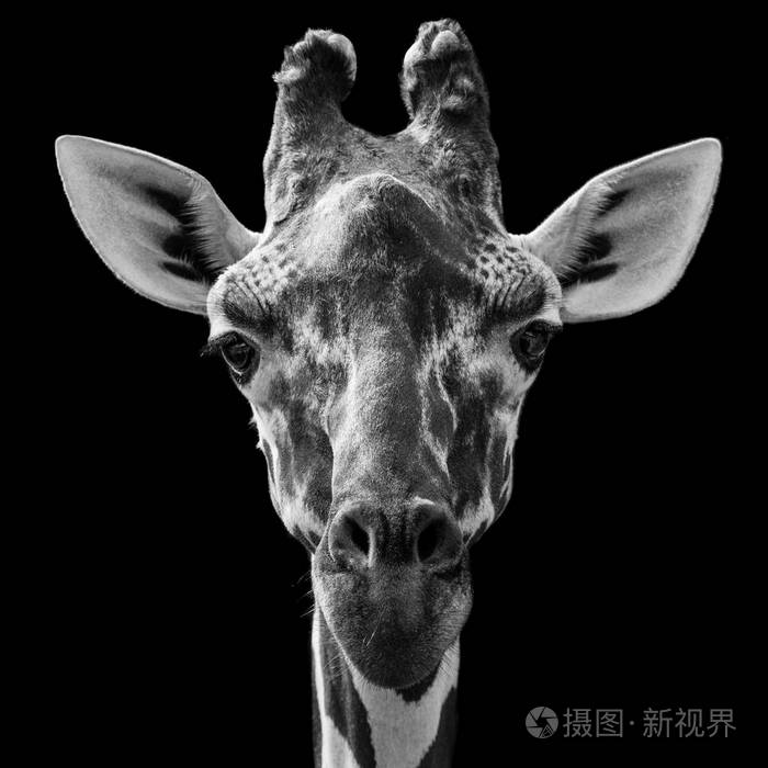 网状长颈鹿黑色背景下的特写肖像