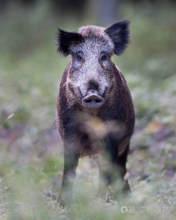 野猪的肖像看着相机. 自然生境中的野生动物